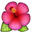 hibiscus